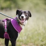 What is the most wanted pet in the world?