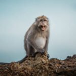 How can I support and donate to monkey rescue organizations?