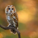 How do owl rescuers ensure the successful reintegration of healed owls into the wild?