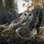 Why are owl rescues crucial for the conservation of these birds?