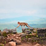 Why do some monkeys require specialized care after rescue?