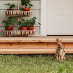 Why do some rescued rabbits exhibit aggressive behavior?