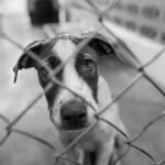 Can dog rescue organizations help with behavioral issues?