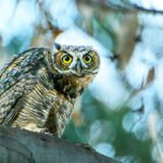 Why do baby owls often require specialized care during the rescue process?
