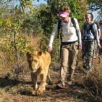 Can captive lions be successfully reintroduced into the wild through rescue efforts?