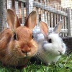 Which organizations provide resources for rabbit rescue and adoption?