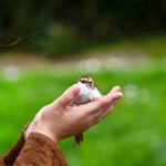 What Are Common Injuries Birds Suffer and How to Treat Them?