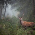 How do I provide proper nutrition to a rescued deer?