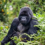 Why are gorilla rescue efforts essential for their survival?