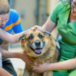 Why do some dogs end up in rescue shelters?