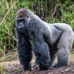 Can captive gorillas be successfully reintroduced into the wild through rescue programs?